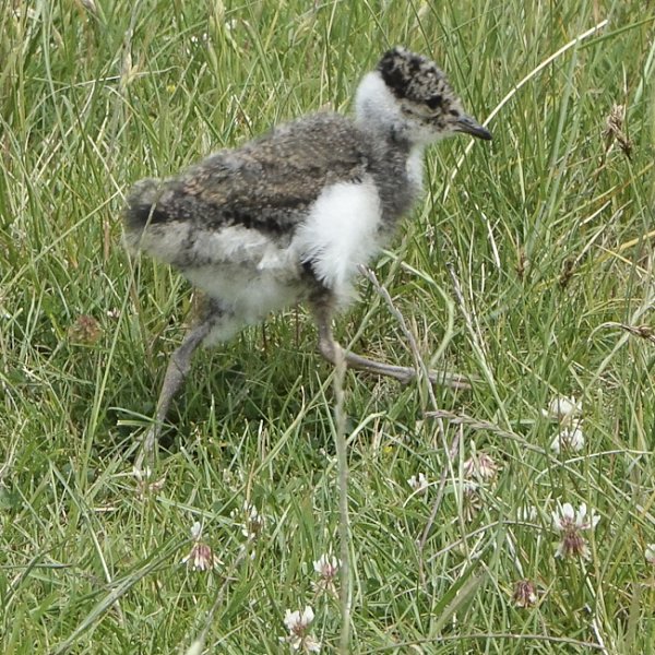 Breeding Birds at Rye Harbour